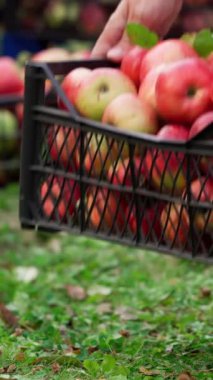 Adam yere elmalı çekmece koyuyor. Bahçesinde organik elma hasadı olan bir sürü çekmece. Sonbaharın başlarında meyve hasadı. Dikey video