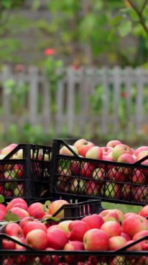 Bahçede zengin elma hasadı. Çiftçi kırsalda organik meyveli çekmeceleri alıyor. Hasat mevsiminde lezzetli elmalar. Dikey video