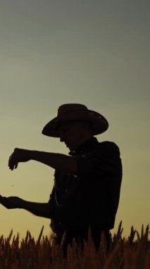 Gün batımında çiftçi silueti. Şapkalı yaşlı adam tarladaki buğdayın kalitesini kontrol ediyor. Agronomist akşamları elindeki tahıllara bakar. Dikey video
