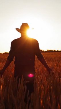 Olgun buğday tarlasında çiftçi. Şapkalı bir çiftçi tarlada yürüyor ve batan güneşe karşı tarımsal bitkilere bakıyor. Dikey video