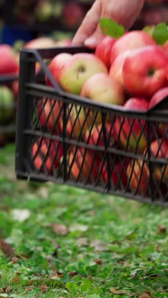 Adam Yere Elmalı Çekmece Koyuyor Bahçesinde Organik Elma Hasadı Olan — Stok video