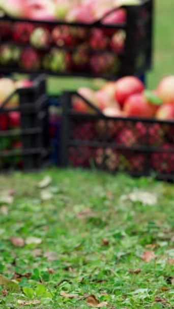 Elma Hasadı Bahçede Çimlerin Üzerindeki Çekmecelerdeki Lezzetli Meyveler Nsan Sonbaharda — Stok video