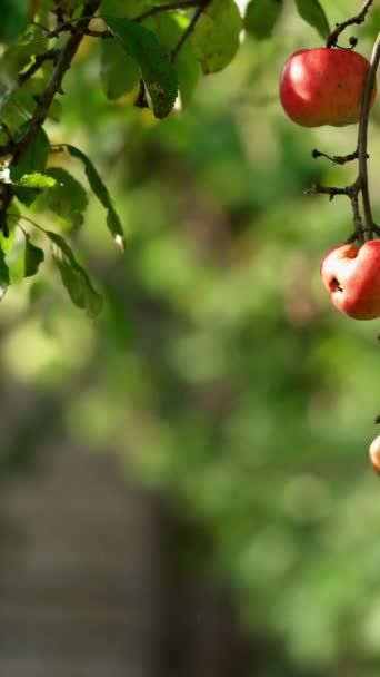 Man Hand Tears Apples Tree Farmer Plucking Ripe Fruit Apple — Stock Video