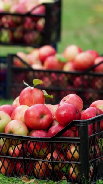 Çekmecede Taze Organik Elmalar Adam Yerden Sulu Elmalarla Dolu Kutuyu — Stok video