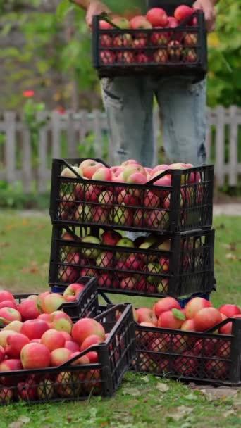 Elmalar Açık Havada Kutular Içinde Toplanıyor Bahçedeki Çekmecelerde Olgun Kırmızı — Stok video