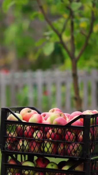 Hombre Lleva Manzanas Cajas Plástico Montón Cajones Con Cosecha Manzanas — Vídeo de stock