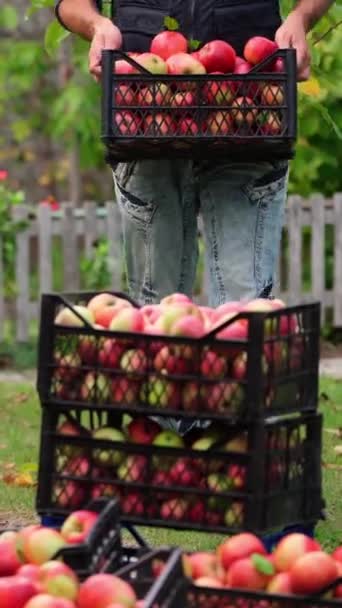 Nsan Elma Hasat Eder Bahçedeki Plastik Çekmecede Taze Organik Meyve — Stok video