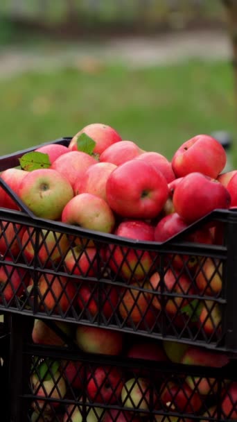 Çekmecede Olgun Elmalar Hasat Mevsiminde Bahçede Taze Organik Meyveler Erkek — Stok video