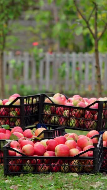 Στοίβα Συρτάρια Μήλα Άνθρωπος Βγάζει Κουτιά Μήλα Γεμάτα Φρέσκα Φρούτα — Αρχείο Βίντεο