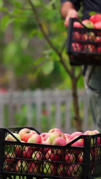 Elmalı Çekmece Yığını Siyah Çekmecelerde Lezzetli Organik Meyveler Çiftçi Dışarıdaki — Stok video