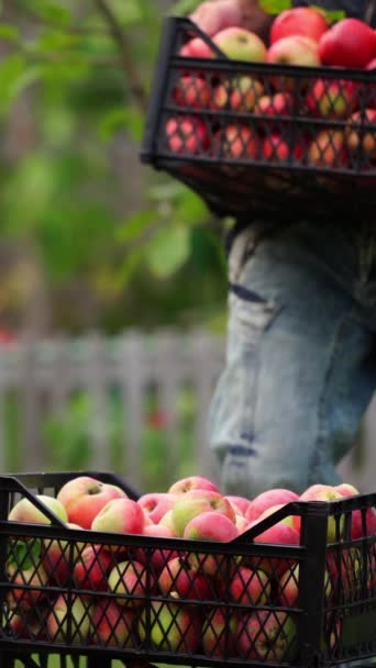Elmalı Çekmece Yığını Adam Kutunun Içine Organik Meyveler Koyuyor Doğal — Stok video