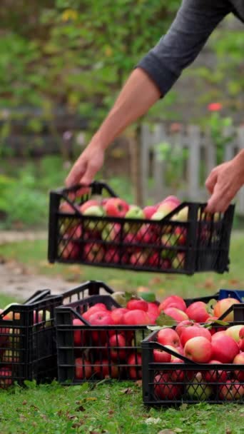 Kırsalda Elma Hasadı Adam Çekmecelere Taze Meyve Koyup Yığıyor Bahçedeki — Stok video