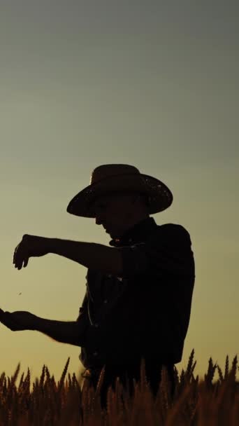 Sylwetka Farmera Zachodzie Słońca Starszy Pan Kapeluszu Sprawdza Jakość Pszenicy — Wideo stockowe