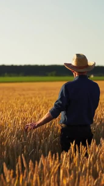 Oude Landbouwer Agronomist Hoed Staat Een Tarweveld Kijkt Naar Rijpheid — Stockvideo