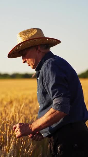 Landbouwkundige Landbouw Oudere Boeren Testen Buiten Tarwekeletten Man Met Hoed — Stockvideo