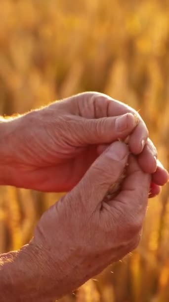 ゴールデンフィールドの背景に熟した穀物を持つ手 農民の手は日没の光で小麦を皮をむいた 農業コンセプト クローズアップ バーティカルビデオ — ストック動画
