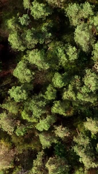Зеленые Верхушки Деревьев Летают Над Красивыми Деревьями Лесу Листовое Дерево — стоковое видео