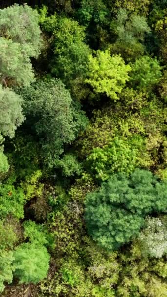 Árboles Mixtos Bosque Volando Sobre Los Árboles Superiores Del Bosque — Vídeo de stock