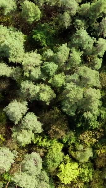 Árboles Verdes Bosque Verano Belleza Naturaleza Árboles Fondo Vista Superior — Vídeo de stock