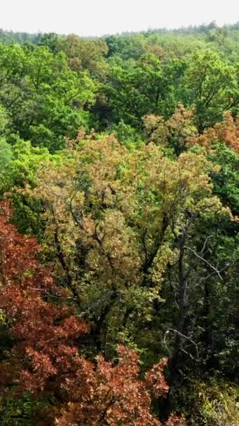 Bela Floresta Início Outono Árvores Coloridas Madeira Paisagem Natural Atmosfera — Vídeo de Stock