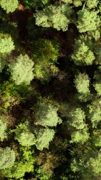 Трупы Светло Зеленых Деревьев Летние Полеты Над Лесом Высокие Деревья — стоковое видео