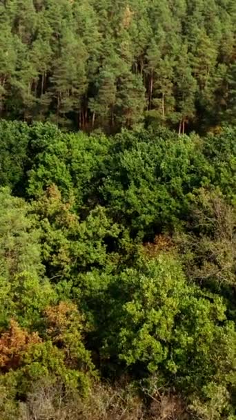 Летний Лес Зеленые Смешанные Деревья Лесу Пейзаж Природы Светлое Время — стоковое видео