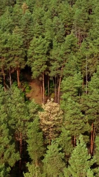 Фон Соснових Дерев Зелений Ліс Хвойних Дерев Прекрасний Краєвид Природи — стокове відео