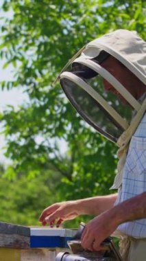 Apiarist, propolis ve sigara almak için bir enstrüman tutuyor. Alet kullanan ve arı kovanının üzerine eğilen bir adam. Doğa geçmişi. Dikey video