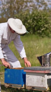 Apiculturist, kovandan daha kolay kare çıkarmak için metal alet kullanıyor. Adam arı sürüsüyle kaplı bal peteğini çeker. Arı yetiştiricisinin etrafında uçan böcekler. Dikey video