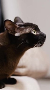 Siyah evcil kedi kanepede oturuyor ve yukarı bakıyor. Sarı gözlü, kürklü kedicik dikkatle bir şeyi izliyor. Yan görüş. Dikey video