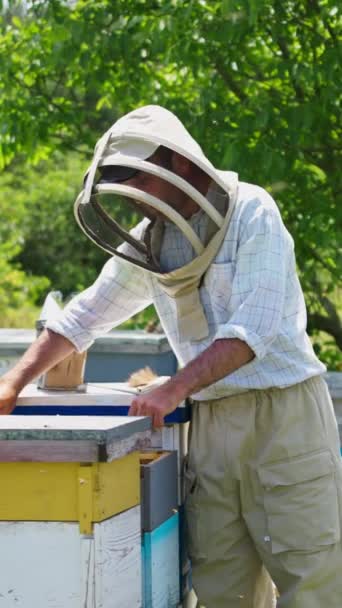 ビー農家はハチでいっぱいのハチからフレームを取り出します 家政婦が虫をフレームに振りかけるのは明らかだ ミツバチは自然の背景に隠れています バーティカルビデオ — ストック動画