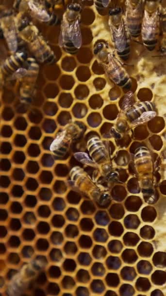 蜂のコロニーがハニカムの周りを這っている 蜂蜜と部分的に密封された細胞でいっぱいの組み合わせとフレーム ハニカムバック バーティカルビデオ — ストック動画