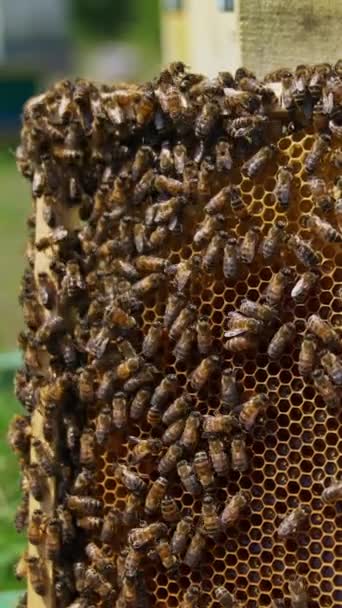 Honeycomb Rám Včelí Plod Vedle Úlu Včelí Kolonie Plazí Kolem — Stock video