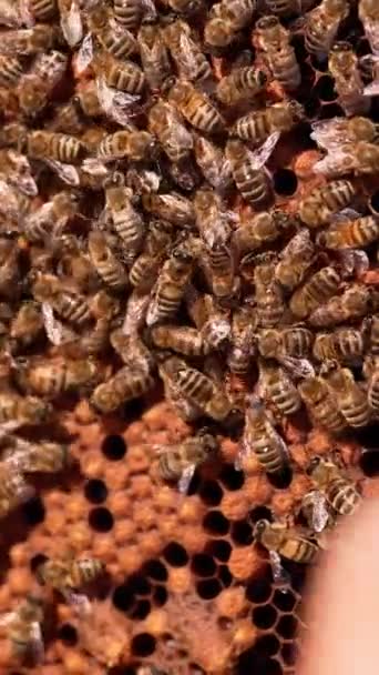 Mannelijke Hand Raakt Beweegt Bijen Het Frame Man Vindt Een — Stockvideo
