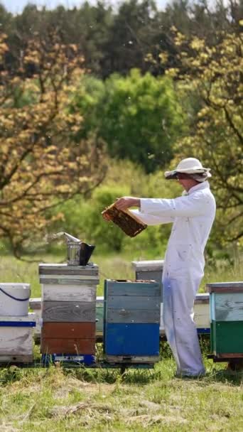 小的农村小蜂窝 养蜂人检查他的蜂蜜收成和蜜蜂状况 森林背景 垂直录像 — 图库视频影像