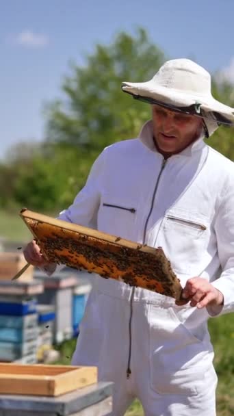 Felnőtt Ember Méhész Vesz Egy Keretet Kaptár Méhész Figyelmesen Figyeli — Stock videók