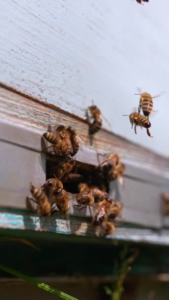 Pruhované Lesknoucí Včely Vstupují Dřevěného Úlu Kolekce Medu Slunečného Dne — Stock video