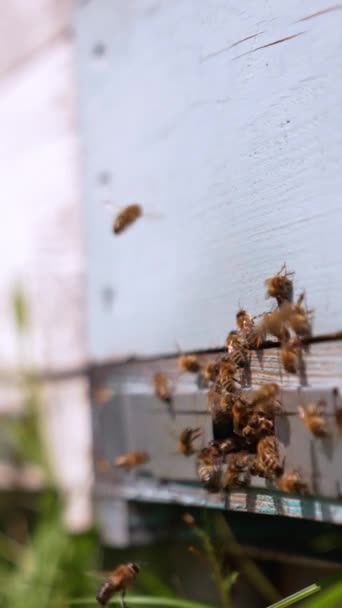 Krásný Hmyz Dne Pomalu Vrací Úlu Včely Tlačí Vstupní Štěrbinu — Stock video