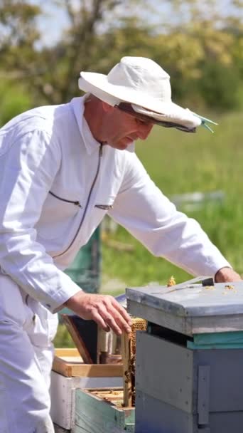 Beyaz Elbiseli Arı Yetiştiricisi Kovandan Bir Çerçeve Çıkarıp Büker Arılarla — Stok video