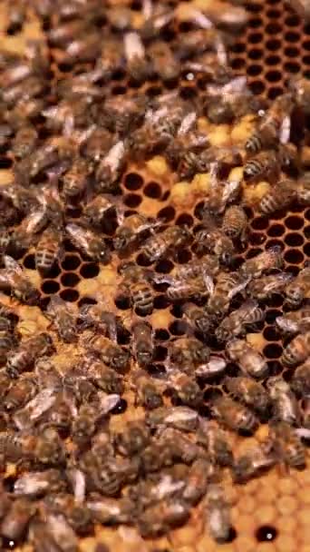 蜂蜜の組み合わせのフレームの表面を覆う労働者蜂の群れ ワックス細胞を覆う蜂蜜昆虫 クローズアップ バーティカルビデオ — ストック動画