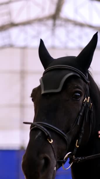 坐在一匹黑马上的漂亮女士靠在动物的头上 在练习场骑马运动 低角度视图 模糊的背景 垂直录像 — 图库视频影像