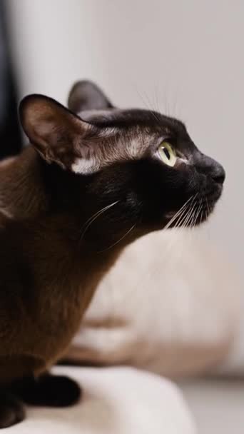 Czarny Kot Siedzący Kanapie Patrzący Górę Żółtooki Kotek Lśniącym Futrem — Wideo stockowe