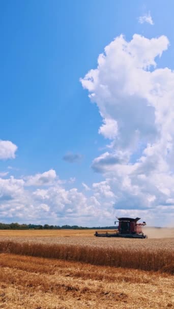 在蓝天下收割小麦 现代联合收割机在田里收割成熟的庄稼 季节性的工作 垂直录像 — 图库视频影像