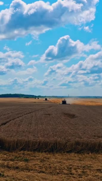 夜の青空の下の小麦畑 農業は現場で働いている 農地で作物を収穫する産業機械 バーティカルビデオ — ストック動画