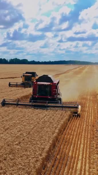农业机械收集成熟的小麦 两个联合收割机在田里工作的前景 季节性的工作 垂直录像 — 图库视频影像