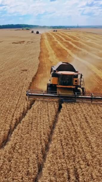 Buğday Tarlasında Hasat Tarım Temalı Endüstriyel Görüntüler Mavi Gökyüzünün Altındaki — Stok video