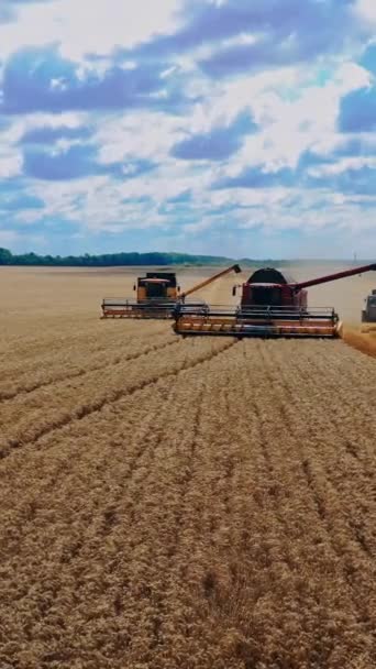 Hasat Makinası Buğdayı Güneşli Bir Günde Topluyor Güzel Doğal Manzara — Stok video