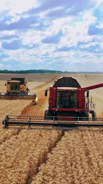 Tarlada Çalışan Hasatçıların Görüntüsü Tarım Makineleri Tarım Arazilerinde Olgunlaşmış Buğday — Stok video