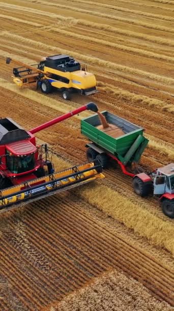 Hasat Traktörleri Sahada Birleştirin Tarım Makineleri Mevsimlik Işler Sırasında Olgunlaşmış — Stok video
