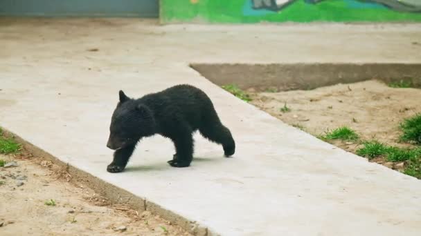 Adorable Lovely Black Bear Cub Walking Concrete Path Little Baby — Stock Video